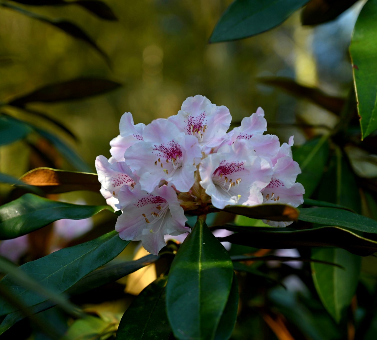 R. bureavii (?) AC 2072